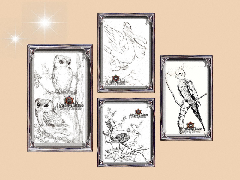 Slide 3 of Black and White Animals